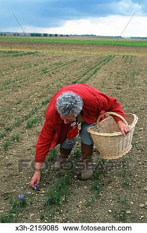 harvesting of Saffron flowers crocus sativus, Loiret department, region of Centre, France, Europe View Large Photo Image Stock Photography - harvesting of Saffron flowers crocus sativus, Loiret department, region of Centre, France, Europe. Fotosearch