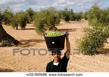 Harvesting olives, Badajoz province, Extremadura, Spain View Large Photo Image Stock Photo - Harvesting olives, Badajoz province, Extremadura, Spain. Fotosearch
