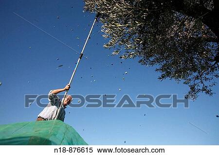 Harvesting olives, Mont-ras, Baix Emporda, Girona province, Catalonia, Spain View Large Photo Image Stock Photography - Harvesting olives, Mont-ras, Baix Emporda, Girona province, Catalonia, Spain. Fotosearch