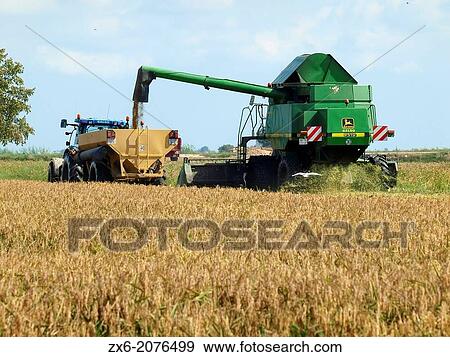 Harvesting ricefields. Ebro River Delta Natural Park, Tarragona province, Catalonia, Spain. View Large Photo Image Stock Photo - Harvesting ricefields. Ebro River Delta Natural Park, Tarragona province, Catalonia, Spain.. Fotosearch