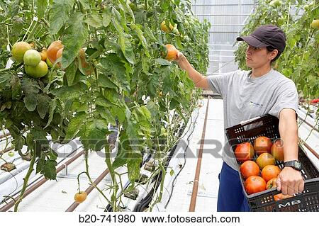 Harvesting tomatoes, soiless culture of tomatoes on cocoa fiber growing medium suported by heating, greenhouses, Neiker Tecnalia, Instituto de Investigaci? n y Desarrollo Agrario, Derio, Bizkaia, Euskadi View Large Photo Image Stock Image - Harvesting tomatoes, soiless culture of tomatoes on cocoa fiber growing medium suported by heating, greenhouses, Neiker Tecnalia, Instituto de Investigaci? n y Desarrollo Agrario, Derio, Bizkaia, Euskadi. Fotosearch