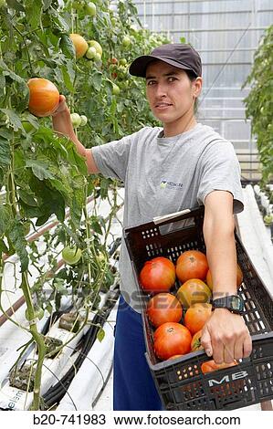 Stock Image - Harvesting tomatoes, soiless culture of tomatoes on cocoa fiber growing medium suported by heating, greenhouses, Neiker Tecnalia, Instituto de Investigaci? n y Desarrollo Agrario, Derio, Bizkaia, Euskadi. Fotosearch