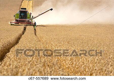 Harvesting wheat crop. Bedforshire. UK. View Large Photo Image Stock Photo - Harvesting wheat crop. Bedforshire. UK.. Fotosearch