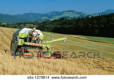 Harvesting wheat crop in rural Niederosterreich Austria View Large Photo Image Picture - Harvesting wheat crop in rural Niederosterreich Austria. Fotosearch