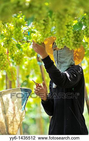 Harvesting white malacca grapes, floating vineyards of samut sakhon and ratchaburi, grapevines on islands seperated by canals, thailand View Large Photo Image Stock Image - Harvesting white malacca grapes, floating vineyards of samut sakhon and ratchaburi, grapevines on islands seperated by canals, thailand. Fotosearch