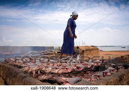 HAUMADO fish bones CARP NILE IN KAMPALA, UGANDA View Large Photo Image Stock Photo - HAUMADO fish bones CARP NILE IN KAMPALA, UGANDA. Fotosearch