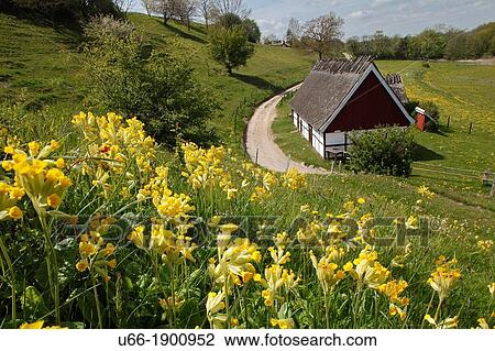 Hav? ng Sk? ne Sweden. View Large Photo Image Stock Image - Hav? ng Sk? ne Sweden.. Fotosearch