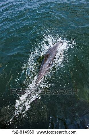 Haviside's Dolphin (Cephalorhynchus heavisidii), Walvis Bay, Namibia View Large Photo Image Stock Image - Haviside's Dolphin (Cephalorhynchus heavisidii), Walvis Bay, Namibia. Fotosearch