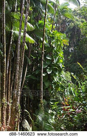 Hawa?, Big Island, Hamakua coast, Tropical forest. View Large Photo Image Stock Image - Hawa?, Big Island, Hamakua coast, Tropical forest.. Fotosearch