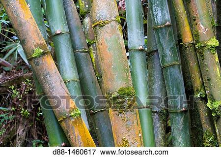 Hawa?, Big Island, Hamakua coast, Tropical forest, Bamboo. View Large Photo Image Stock Photo - Hawa?, Big Island, Hamakua coast, Tropical forest, Bamboo.. Fotosearch