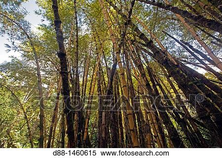 Hawa?, Big Island, Hamakua coast, Tropical forest, Bamboo. View Large Photo Image Stock Photography - Hawa?, Big Island, Hamakua coast, Tropical forest, Bamboo.. Fotosearch