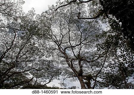 Hawa?, Big Island, Pahoa, Lava Tree state park, Tropical forest with Albizia sp. View Large Photo Image Stock Image - Hawa?, Big Island, Pahoa, Lava Tree state park, Tropical forest with Albizia sp.. Fotosearch
