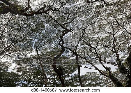 Hawa?, Big Island, Pahoa, Lava Tree state park, Tropical forest with Albizia sp. View Large Photo Image Stock Photo - Hawa?, Big Island, Pahoa, Lava Tree state park, Tropical forest with Albizia sp.. Fotosearch