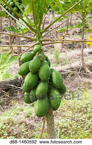 Hawa?, Big Island, Papaya Carica papaya, Order: Brassicales, Family: Caricaceae. View Large Photo Image Stock Image - Hawa?, Big Island, Papaya Carica papaya, Order: Brassicales, Family: Caricaceae.. Fotosearch
