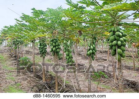Hawa?, Big Island, Papaya Carica papaya, Order: Brassicales, Family: Caricaceae. View Large Photo Image Stock Photography - Hawa?, Big Island, Papaya Carica papaya, Order: Brassicales, Family: Caricaceae.. Fotosearch