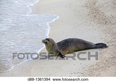 Picture - Hawa?, Midway, Eastern Island, Hawaiian monk seal Monachus schauinslandi. Fotosearch
