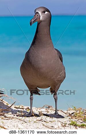 Hawa?, Midway, Eastern Island, Black-footed Albatross Phoebastria nigripes. View Large Photo Image Stock Image - Hawa?, Midway, Eastern Island, Black-footed Albatross Phoebastria nigripes.. Fotosearch