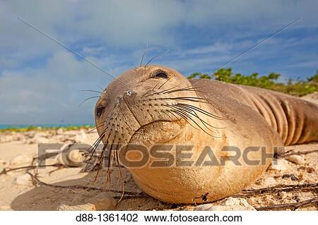 Hawa?, Midway, Sand Island, Hawaiian monk seal Monachus schauinslandi View Large Photo Image Stock Image - Hawa?, Midway, Sand Island, Hawaiian monk seal Monachus schauinslandi. Fotosearch