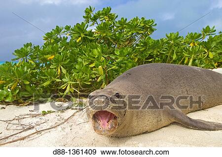 Stock Photo - Hawa?, Midway, Sand Island, Hawaiian monk seal Monachus schauinslandi. Fotosearch