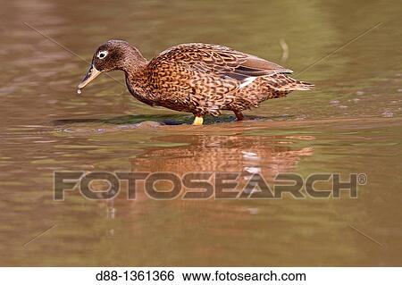 Hawa?, Midway, Sand Island, Laysan Duck Anas laysanensis. View Large Photo Image Stock Photograph - Hawa?, Midway, Sand Island, Laysan Duck Anas laysanensis.. Fotosearch