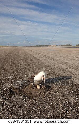 Stock Image - Hawa?, Midway, Sand Island, Laysan Albatross, Phoebastria immutabilis Airfield.. Fotosearch