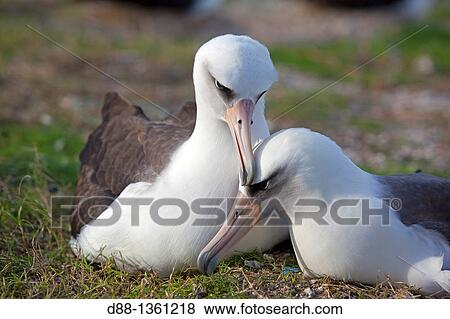 Hawa?, Midway, Sand Island, Laysan Albatross, Phoebastria immutabilis. View Large Photo Image Stock Photo - Hawa?, Midway, Sand Island, Laysan Albatross, Phoebastria immutabilis.. Fotosearch
