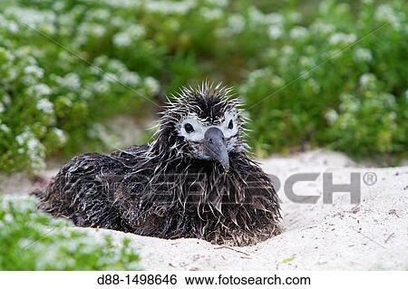 Hawa?, Midway, Sand Island, Laysan Albatross, Phoebastria immutabilis, young View Large Photo Image Stock Photograph - Hawa?, Midway, Sand Island, Laysan Albatross, Phoebastria immutabilis, young. Fotosearch