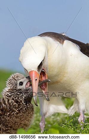Hawa?, Midway, Sand Island, Laysan Albatross, Phoebastria immutabilis, adult with young View Large Photo Image Stock Photograph - Hawa?, Midway, Sand Island, Laysan Albatross, Phoebastria immutabilis, adult with young. Fotosearch