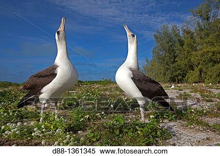 Hawa?, Midway, Sand Island, Laysan Albatross, Phoebastria immutabilis. View Large Photo Image Stock Photography - Hawa?, Midway, Sand Island, Laysan Albatross, Phoebastria immutabilis.. Fotosearch