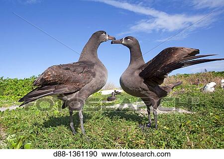 Hawa?, Midway, Sand Island, Black-footed Albatross Phoebastria nigripes View Large Photo Image Stock Image - Hawa?, Midway, Sand Island, Black-footed Albatross Phoebastria nigripes. Fotosearch