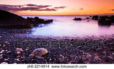 Hawaiian green sea turtle on a lava beach at sunset, Kohala Coast, The Big Island, Hawaii USA. View Large Photo Image Picture - Hawaiian green sea turtle on a lava beach at sunset, Kohala Coast, The Big Island, Hawaii USA.. Fotosearch