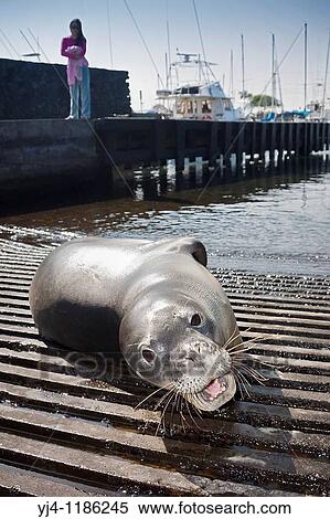Stock Photography - Hawaiian monk seal, Monachus schauinslandi, basking at boat ramp, young male, critically endangered, Honokohau Harbor, Kona Coast, Big Island, Hawaii, USA, Pacific Ocean. Fotosearch