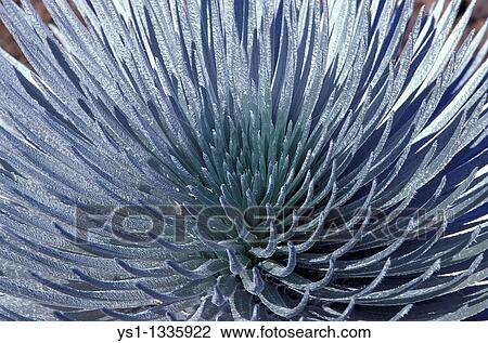 HAWAIIAN SILVERSWORD argyroxiphium sandwicense macrocephalum, ENDEMIC TO THE HALEAKALA VOLCANO CRATER, HAWAII View Large Photo Image Stock Image - HAWAIIAN SILVERSWORD argyroxiphium sandwicense macrocephalum, ENDEMIC TO THE HALEAKALA VOLCANO CRATER, HAWAII. Fotosearch