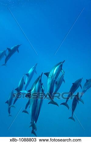 Hawaiian Spinner Dolphin pod Stenella longirostris underwater in Honolua Bay off the northwest coast of Maui, Hawaii, USA Pacific Ocean View Large Photo Image Stock Image - Hawaiian Spinner Dolphin pod Stenella longirostris underwater in Honolua Bay off the northwest coast of Maui, Hawaii, USA Pacific Ocean. Fotosearch