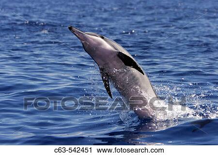 Hawaiian Spinner Dolphin (Stenella longirostris) spinning in the AuAu Channel off the coast of Maui, Hawaii, USA. Pacific Ocean. View Large Photo Image Stock Image - Hawaiian Spinner Dolphin (Stenella longirostris) spinning in the AuAu Channel off the coast of Maui, Hawaii, USA. Pacific Ocean.. Fotosearch