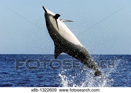 Stock Photo - Hawaiian Spinner Dolphin Stenella longirostris? spinning? perhaps to dislodge the remora on its chest in the AuAu Channel between Maui and Lanai, Hawaii, USA Pacific Ocean. Fotosearch