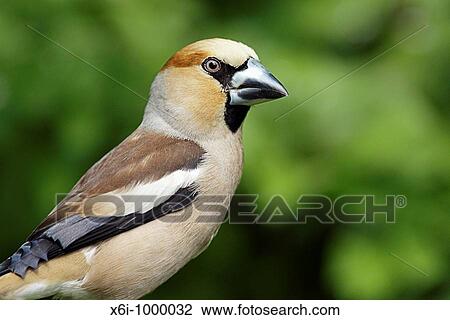 Stock Image - Hawfinch Coccothraustes coccothraustes portrait, Germany. Fotosearch