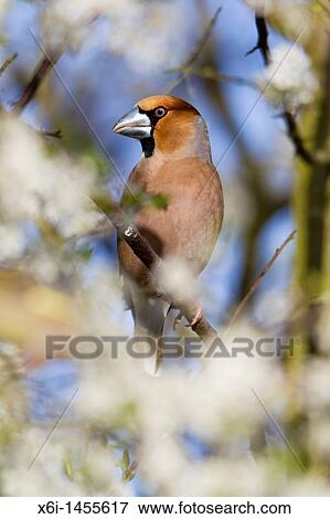 Hawfinch Coccothraustes coccothraustes, perched on blackthorn branch, Lower Saxony, Germany View Large Photo Image Stock Photo - Hawfinch Coccothraustes coccothraustes, perched on blackthorn branch, Lower Saxony, Germany. Fotosearch