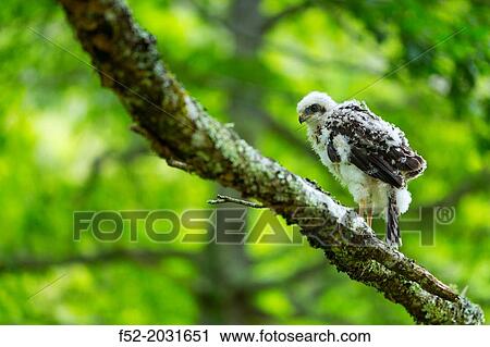 Stock Image - Hawk (Accipiter sp. ), Saja Natural Park, Cantabria, Spain. Fotosearch