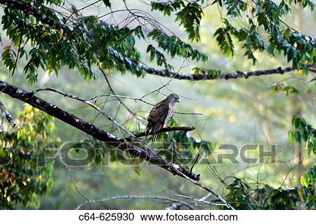 Hawk. Maquenque National Park. Costa Rica View Large Photo Image Stock Image - Hawk. Maquenque National Park. Costa Rica. Fotosearch