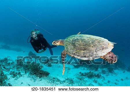 Hawksbill Sea Turtle and Scuba diver, Eretmochelys imbricata, North Male Atoll, Maldives View Large Photo Image Stock Image - Hawksbill Sea Turtle and Scuba diver, Eretmochelys imbricata, North Male Atoll, Maldives. Fotosearch