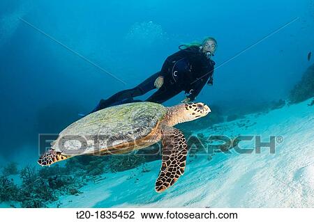 Hawksbill Sea Turtle and Scuba diver, Eretmochelys imbricata, North Male Atoll, Maldives View Large Photo Image Stock Image - Hawksbill Sea Turtle and Scuba diver, Eretmochelys imbricata, North Male Atoll, Maldives. Fotosearch