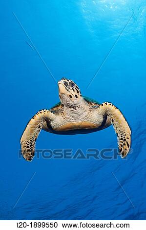 Hawksbill Sea Turtle, Eretmochelys imbricata, Elphinstone, Red Sea, Egypt View Large Photo Image Stock Image - Hawksbill Sea Turtle, Eretmochelys imbricata, Elphinstone, Red Sea, Egypt. Fotosearch