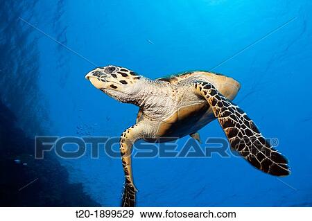 Hawksbill Sea Turtle, Eretmochelys imbricata, Elphinstone, Red Sea, Egypt View Large Photo Image Stock Photo - Hawksbill Sea Turtle, Eretmochelys imbricata, Elphinstone, Red Sea, Egypt. Fotosearch