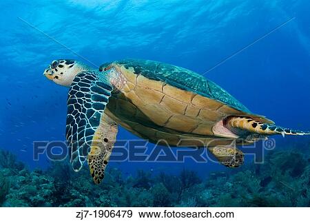 Hawksbill Sea Turtle, Eretmochelys imbricata, Bahamas View Large Photo Image Stock Photo - Hawksbill Sea Turtle, Eretmochelys imbricata, Bahamas. Fotosearch