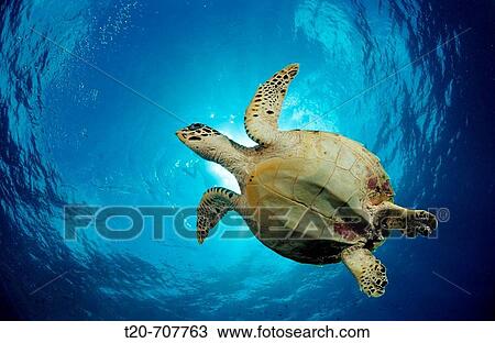 Stock Image - Hawksbill Turtle, Eretmochelys imbricata, Maldives, Indian Ocean, Meemu Atoll. Fotosearch