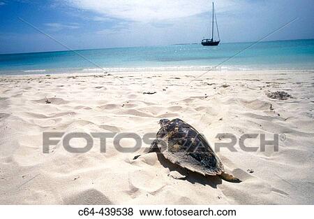 Hawksbill turtle (Eretmochelys imbricata). Los Roques archipelago. Caribbean sea. Venezuela View Large Photo Image Stock Photo - Hawksbill turtle (Eretmochelys imbricata). Los Roques archipelago. Caribbean sea. Venezuela. Fotosearch