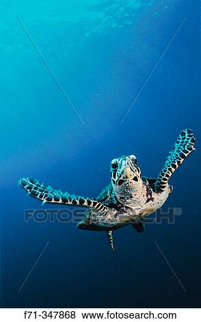 Hawksbill Turtle (Eretmochelys imbricata). Kimbe Bay, Papua New Guinea View Large Photo Image Stock Photo - Hawksbill Turtle (Eretmochelys imbricata). Kimbe Bay, Papua New Guinea. Fotosearch