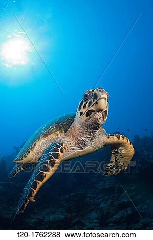 Hawksbill Turtle, Eretmochelys imbriocota, Caribbean Sea, Dominica View Large Photo Image Stock Photo - Hawksbill Turtle, Eretmochelys imbriocota, Caribbean Sea, Dominica. Fotosearch