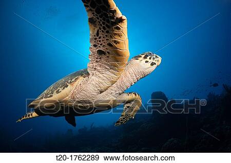 Hawksbill Turtle, Eretmochelys imbriocota, Caribbean Sea, Dominica View Large Photo Image Stock Photo - Hawksbill Turtle, Eretmochelys imbriocota, Caribbean Sea, Dominica. Fotosearch